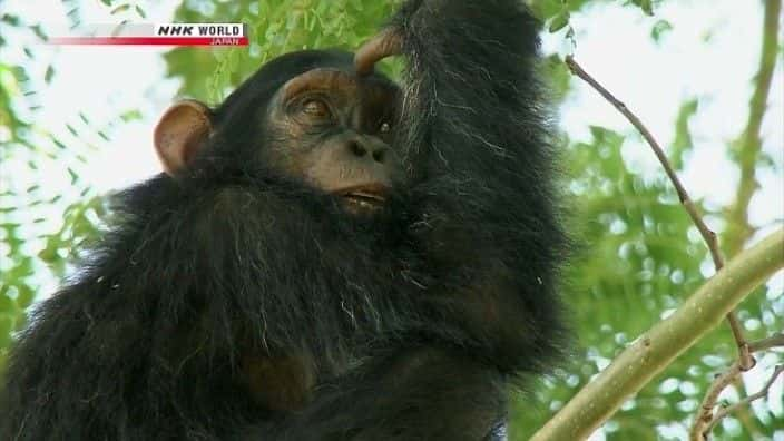 ¼Ƭɭֵڸɴĺ Life in Kalinzu Forest: Uganda's Chimpanzeesȫ1-Ļ/Ļ