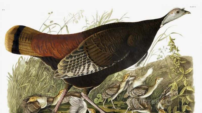 ¼ƬԼղķ˹¶ŰȡȻ John James Audubon : Drawn From NatureĻ/Ļ