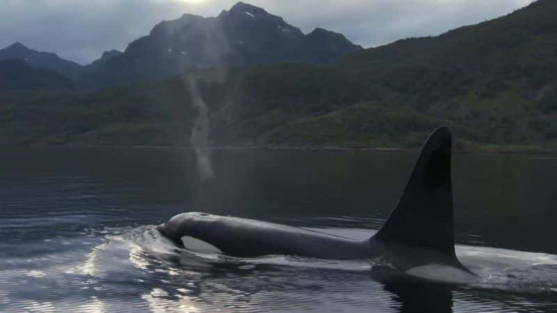 ¼Ƭˮ֮ (BBC 1080p) Killer Whales: Beneath the Surface (BBC 1080p)1080P-Ļ/Ļ