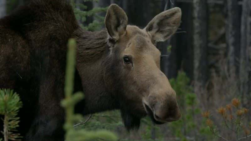 ¼Ƭʶ¹ (BBC) Meet the Moose Family (BBC)1080Pȫ1-Ļ/Ļ