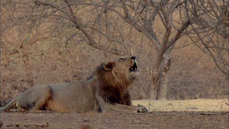 ¼Ƭӡȵʨ India's Wandering LionsĻ/Ļ