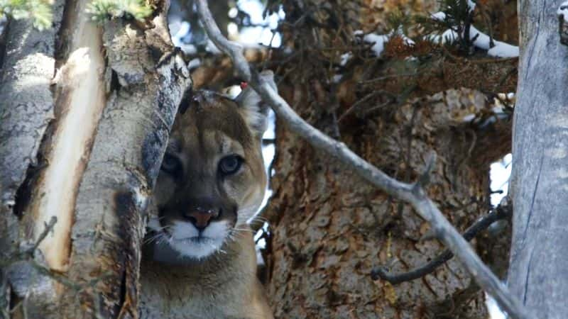 ¼ƬɽʨߴĴèƶ Mountain Lions: Big Cats in High Placesȫ1-Ļ/Ļ