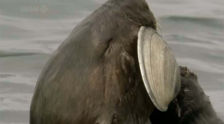 ¼ƬԪ̡ A Million Dollar Baby (Sea Otters)ȫ1-Ļ/Ļ