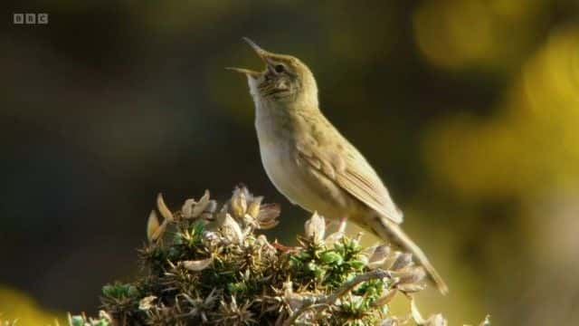 ¼ƬĿҰ Iolo's Wild Anglesey1080Pȫ1-Ļ/Ļ