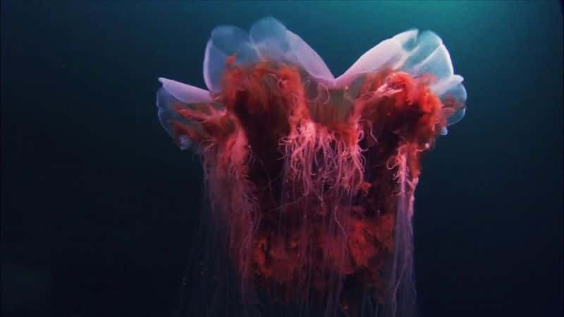 ¼Ƭˮĸ Jellyfish RuleĻ/Ļ