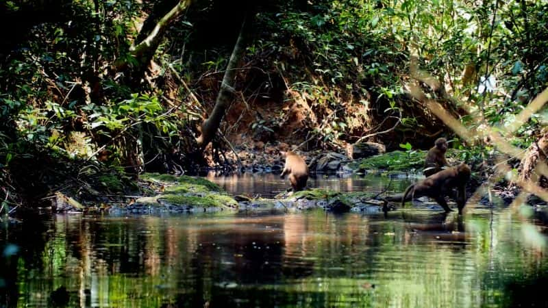 ¼Ƭع֮ϵ 1  05 ֣̩Ȼʮ· Mysteries of the Mekong Series 1 Part 05: Thailand: Nature's Crossroads1080P-Ļ/Ļ