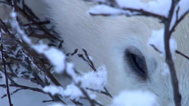 ¼Ƭѩ?? Life in the Snow1080Pȫ1-Ļ/Ļ