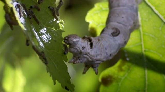 ¼Ƭ磨BBC Insect Worlds (BBC)ȫ1-Ļ/Ļ