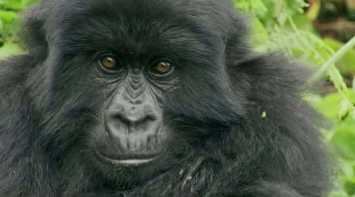 ¼ƬɽشɣBBC Mountain Gorilla (BBC)Ļ/Ļ