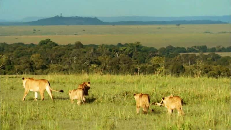 纪录片《马赛马拉鬣狗女王 Hyaena Queen of the Masai Mara》[无字][BT][720P]资源下载