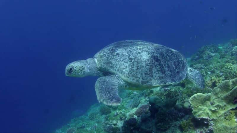 纪录片《大堡礁上的月亮咒语 The Moons Spell on the Great Barrier Reef》[无字][BT][1080P]资源下载