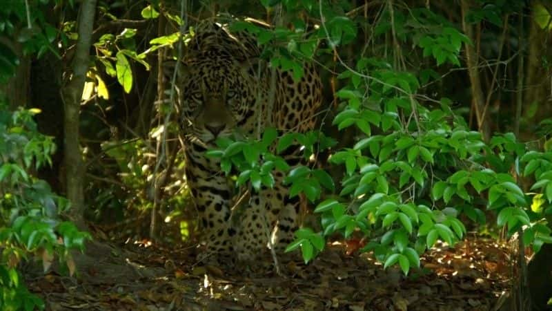 纪录片《美洲虎队：巴西的超级猫队 Jaguars: Brazil's Super Cats》[无字][BT][720P]资源下载