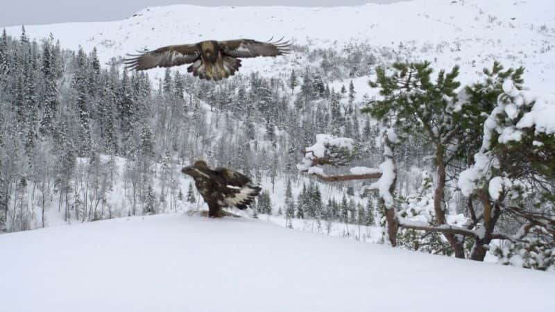 ¼Ƭɽ֮ӥ King of the Mountains: Golden Eagle1080P-Ļ/Ļ