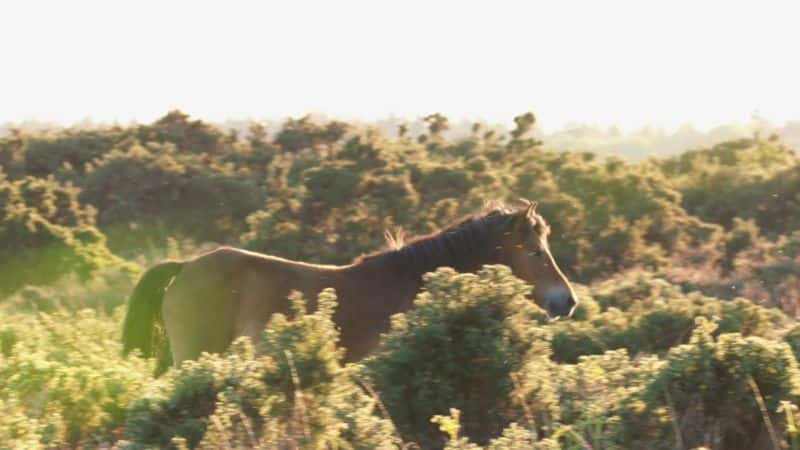 ¼ƬеȻϵ 1 Nature Through her Eyes: Series 11080P-Ļ/Ļ