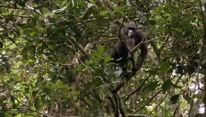 ¼Ƭһ Living with Monkeys720Pȫ2-Ļ/Ļ