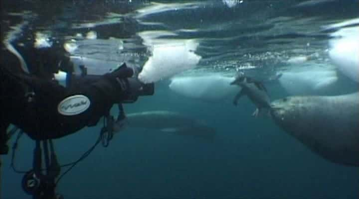 ¼Ƭ֮ Leopard Seal: Lords of the Iceȫ1-Ļ/Ļ