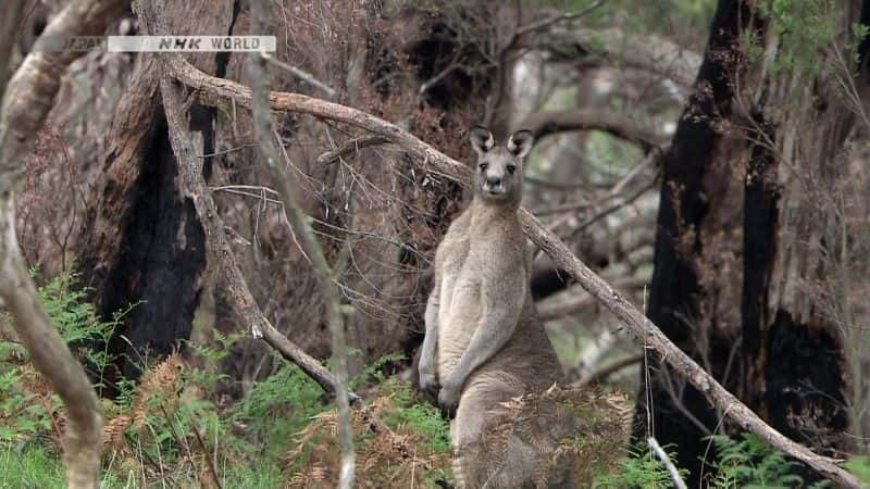 ¼Ƭױȵд￼ The Matchless Marsupial KoalaĻ/Ļ