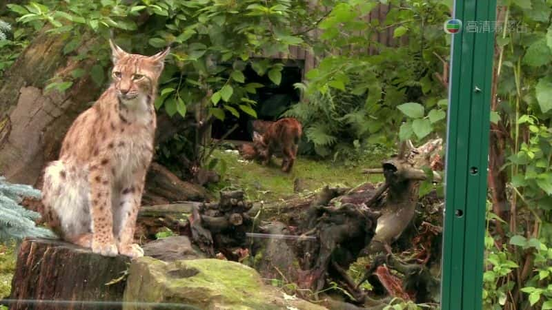 ¼ƬɽèԱ The Lynx LiaisonĻ/Ļ