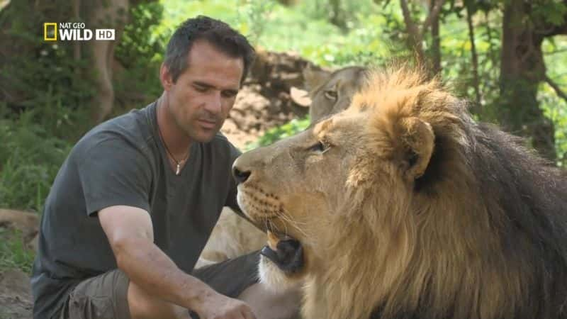 纪录片《凯文·理查森：狮语者 Kevin Richardson: The Lion Whisperer》[无字][BT][1080P]资源下载