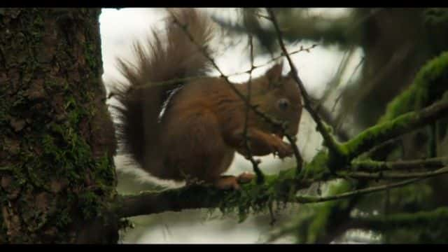 ¼Ƭ壺ʿĻҰ Iolo: The Last Wilderness of Wales1080Pȫ1-Ļ/Ļ