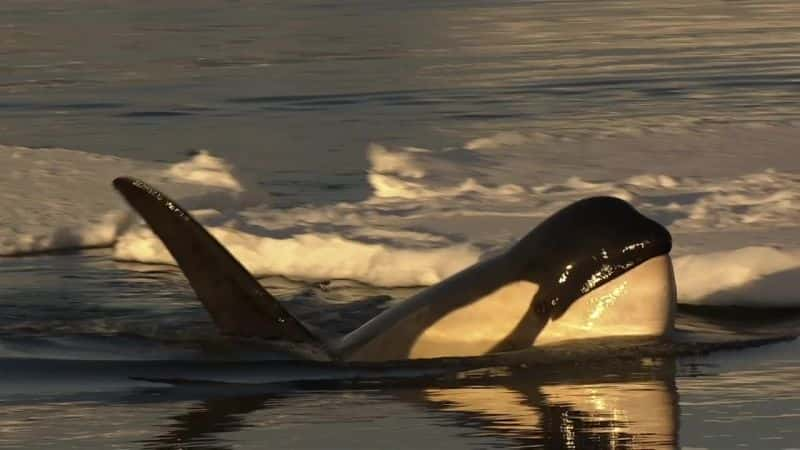 ¼Ƭˮ֮ Killer Whales: Beneath the Surface1080Pȫ3-Ļ/Ļ