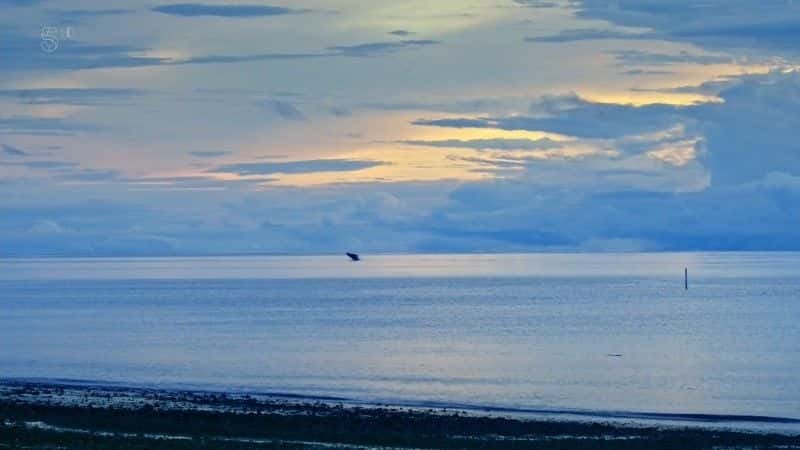 ¼Ƭͷ˵ĵ Humpback Whale: Birth of a Giantȫ1-Ļ/Ļ