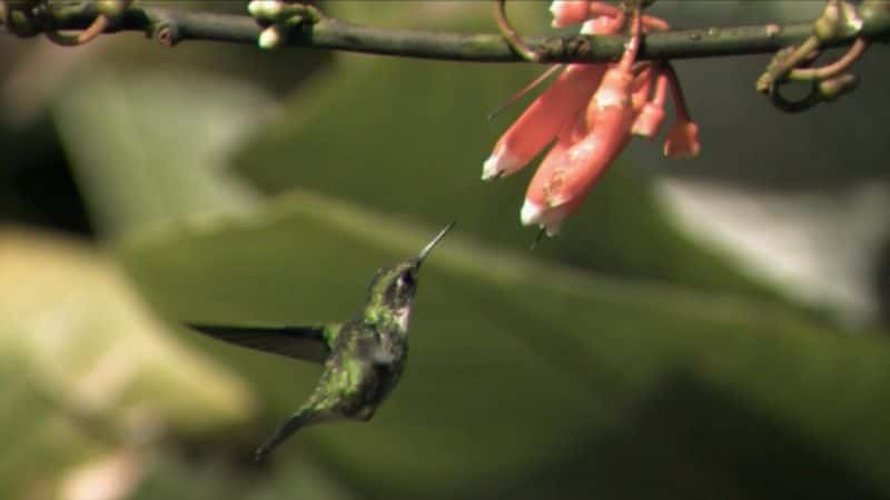 ¼Ƭ񣺿еħ Hummingbirds: Magic in the AirĻ/Ļ