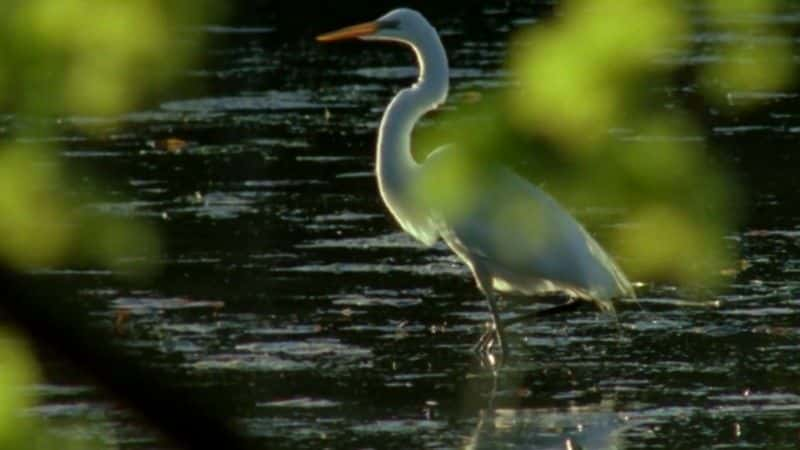 ¼ƬȺӣһֻĹ (BBC) Mississippi: Tales of the Last River Rat (BBC)1080P-Ļ/Ļ