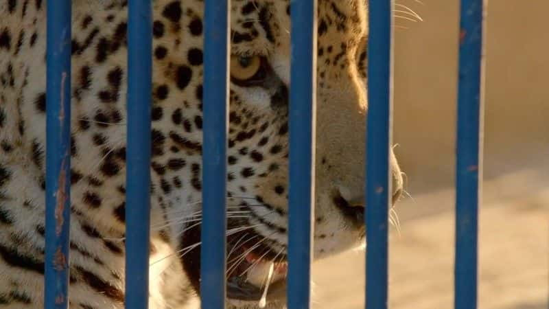 纪录片《美洲虎队：巴西的超级猫队 Jaguars: Brazil's Super Cats》[无字][BT][720P]资源下载