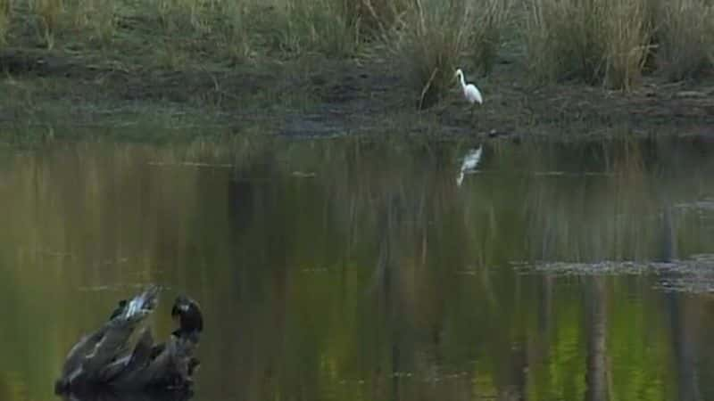 ¼Ƭҹ԰ Kanha National ParkĻ/Ļ