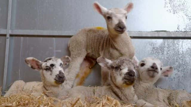 ¼Ƭ Lambing Life1080Pȫ1-Ļ/Ļ