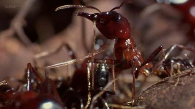 ¼Ƭ磨BBC Insect Worlds (BBC)ȫ1-Ļ/Ļ