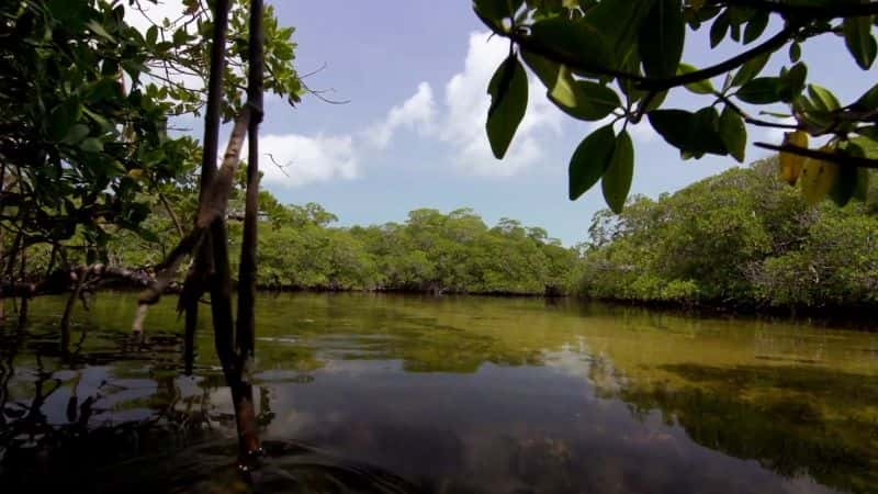 纪录片《红树林的魔力 The Magic of Mangroves》[无字] [BT][DVD画质]资源下载