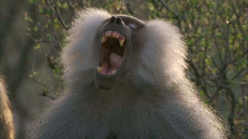 ¼Ƭһ (BBC 1080p) Living with Baboons (BBC 1080p)1080P-Ļ/Ļ