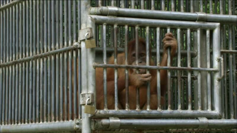 ¼Ƭ԰ The Last Orangutan EdenĻ/Ļ