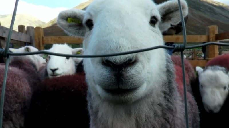 ¼Ƭɽһ˹ƶɿ˵һ (BBC) Life of a Mountain: A Year on Scafell Pike (BBC)1080Pȫ1-Ļ/Ļ