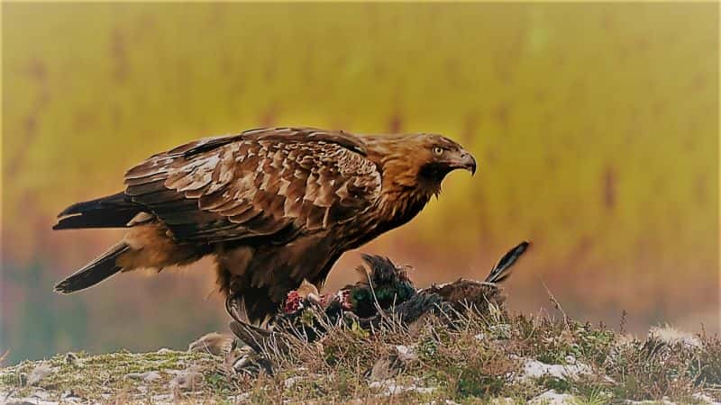 ¼Ƭɽ֮ӥ King of the Mountains: Golden Eagle1080P-Ļ/Ļ