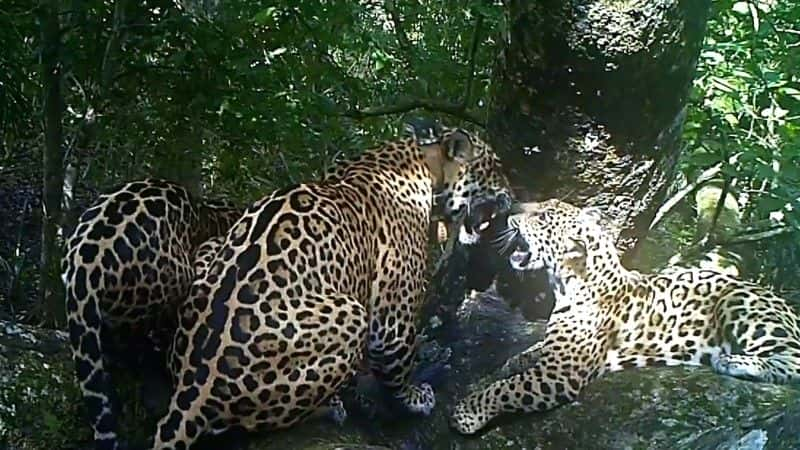 纪录片《美洲虎队：巴西的超级猫队 Jaguars: Brazil's Super Cats》[无字][BT][720P]资源下载