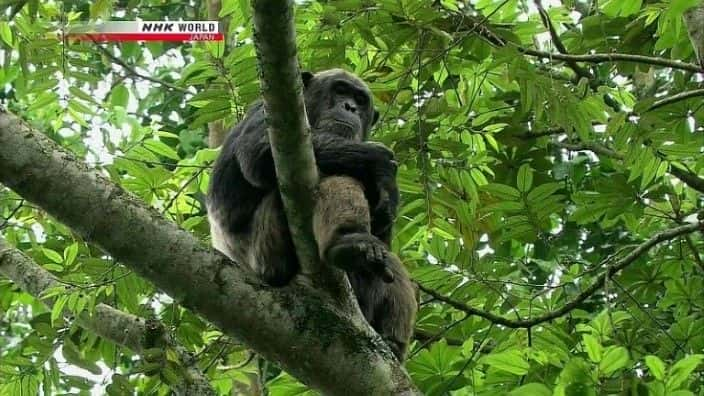 ¼Ƭɭֵڸɴĺ Life in Kalinzu Forest: Uganda's Chimpanzeesȫ1-Ļ/Ļ