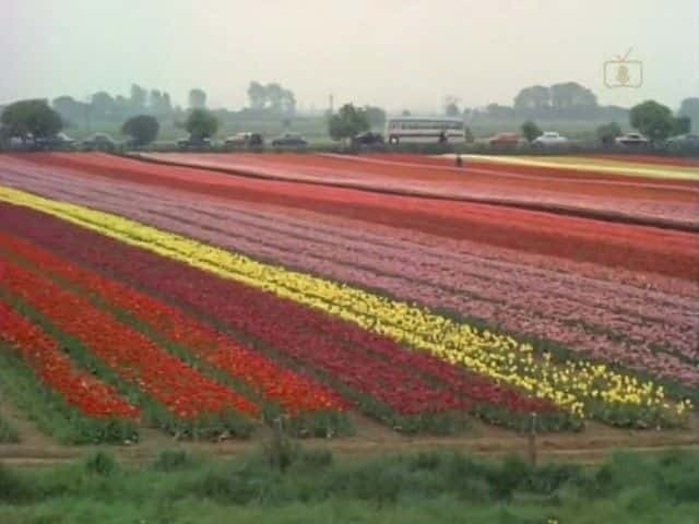 ¼ƬС Look at Life: Tulip Townȫ1-Ļ/Ļ