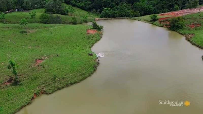 纪录片《追捕埃斯科瓦尔的河马 The Hunt for Escobar's Hippos》[无字][BT][1080P]资源下载