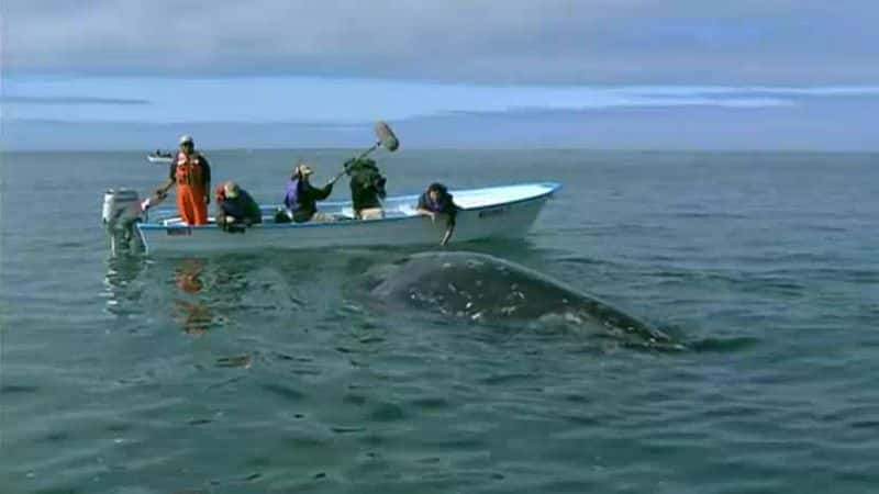 纪录片《令人难以置信的动物之旅 Incredible Animal Journeys》[无字][BT][1080P]资源下载