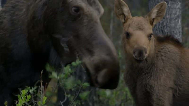 ¼Ƭʶ¹ (BBC) Meet the Moose Family (BBC)1080Pȫ1-Ļ/Ļ