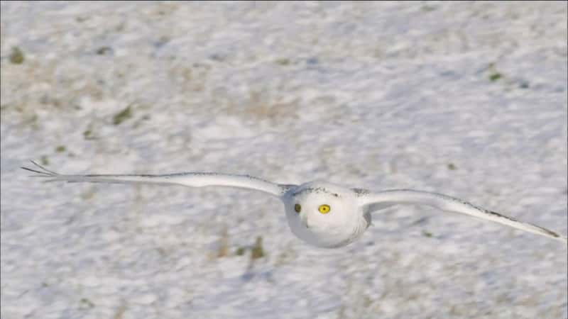 ¼Ƭѩ^ħ Magic of the Snowy OwlĻ/Ļ