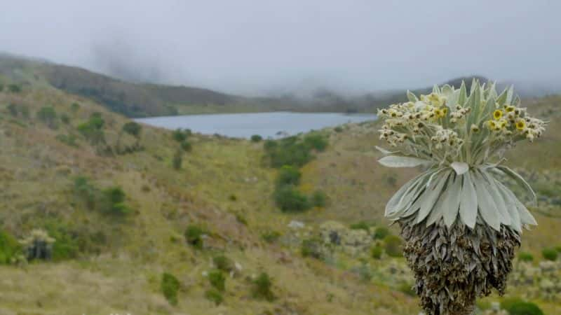 ¼ƬױǻҰϵ 1 Into the Wild Colombia: Series 11080P-Ļ/Ļ