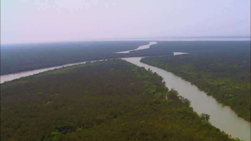 ¼Ƭ¶˹ʳ˻ (BBC) Man-Eating Tigers of the Sundarbans (BBC)1080Pȫ1-Ļ/Ļ