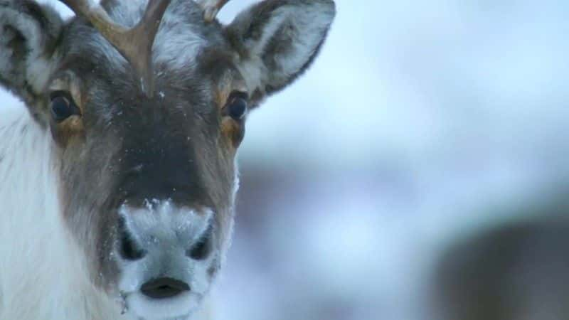 ¼Ƭѩ?? Life in the Snow1080Pȫ1-Ļ/Ļ