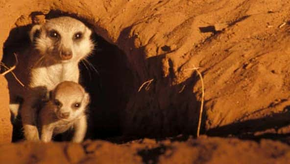 ¼Ƭè (BBC) The Meerkats (BBC)ȫ1-Ļ/Ļ