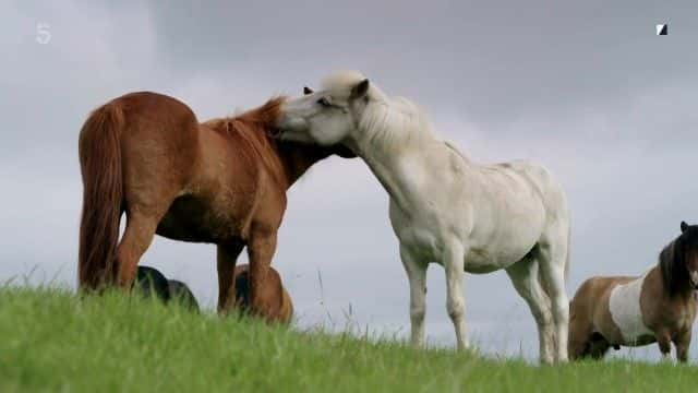 ¼Ƭɽ󡤰ķ˹ Iceland with Alexander Armstrong1080Pȫ1-Ļ/Ļ