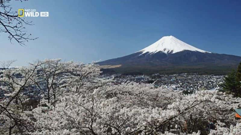 ¼ƬձҰ֮ Japans Wild YearĻ/Ļ